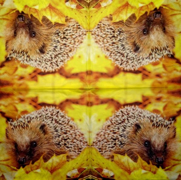 007 Animals Autumn - Ambiente